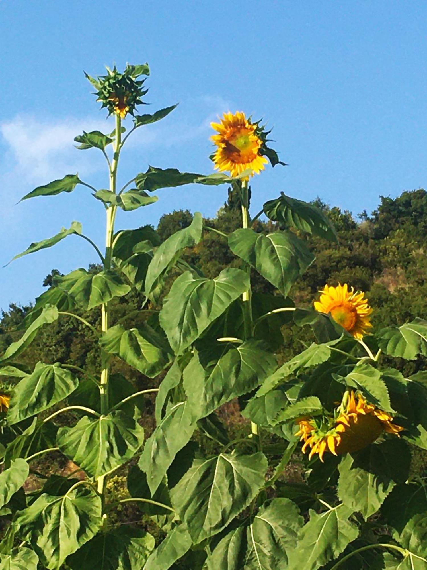 Sunflower Himara Экстерьер фото