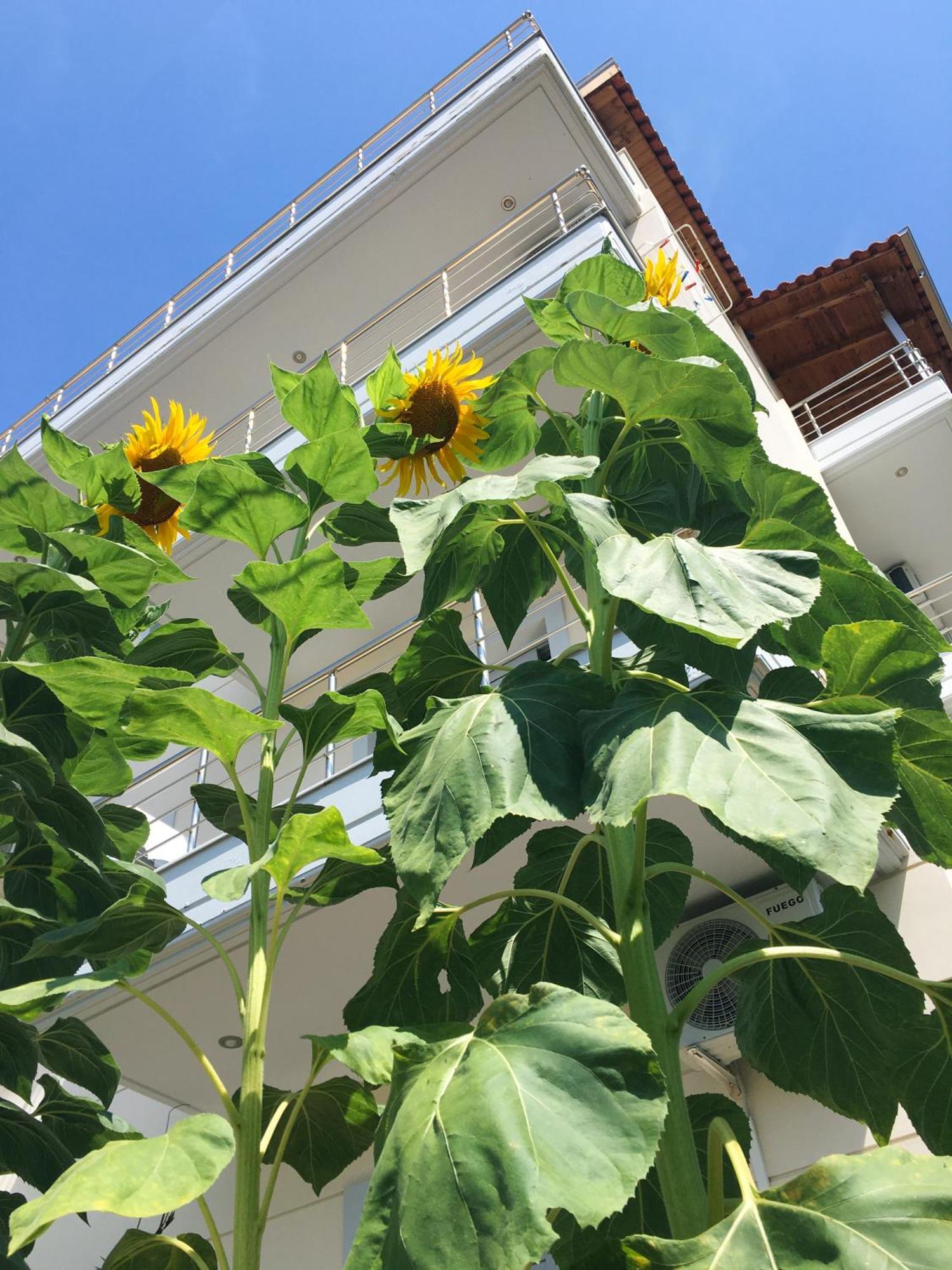 Sunflower Himara Экстерьер фото