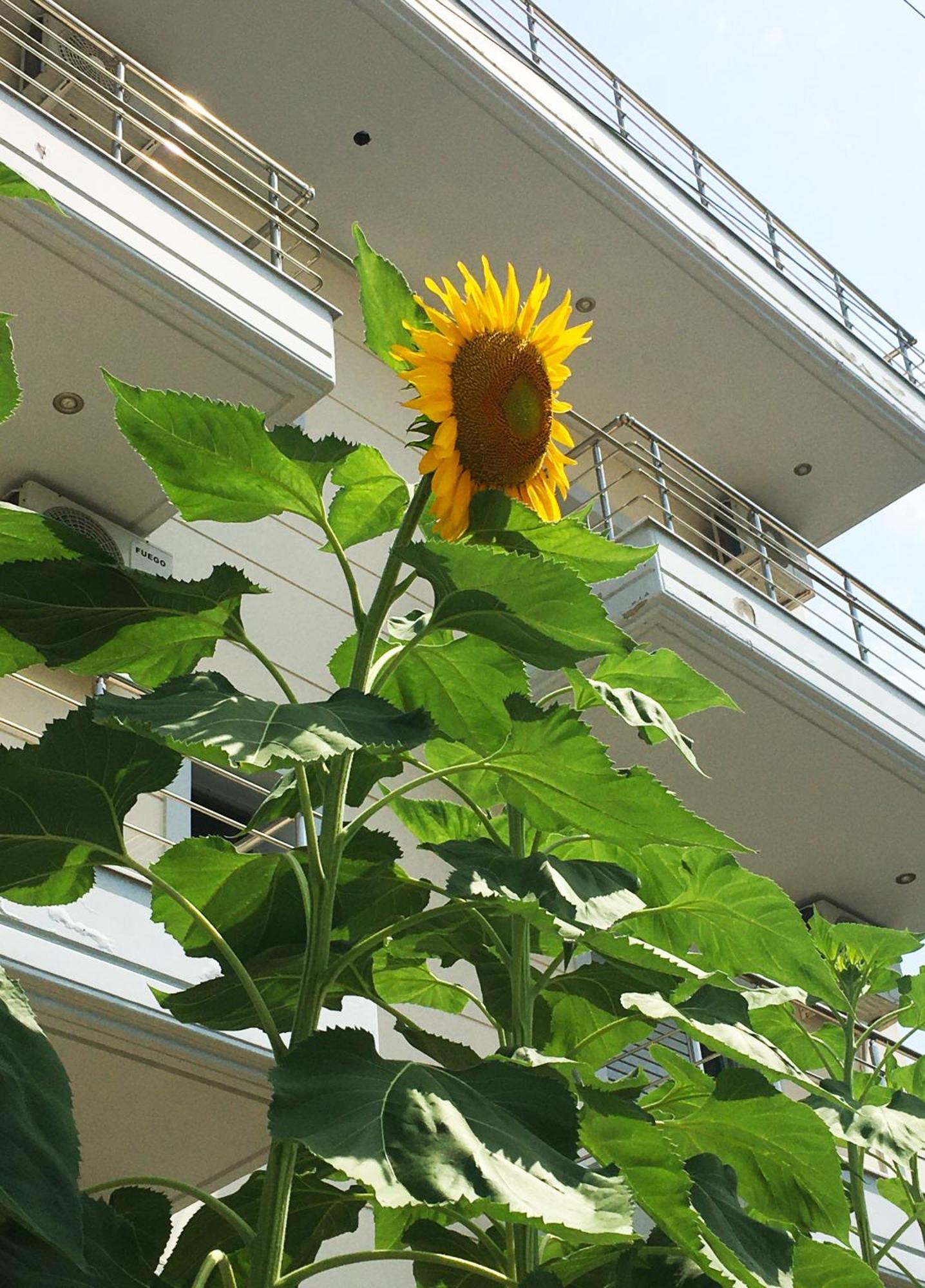 Sunflower Himara Экстерьер фото